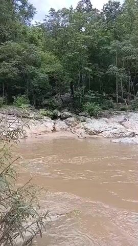 The video shows a muddy river flowing through a wooded area. The riverbank is lined with rocks and vegetation. The trees are lush and green, suggesting it is summertime or a tropical climate. The water is murky, indicating it may be carrying sediment from upstream. The overall scene is natural and peaceful.