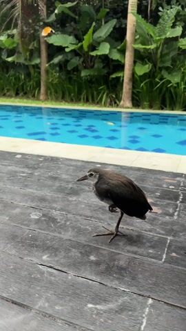 A small, dark brown bird with a light gray face stands on a dark wooden deck with one leg tucked up. Behind the bird is a bright blue swimming pool with a pattern of squares on the bottom. Lush green tropical foliage and palm trees form a backdrop. The scene is well-lit.