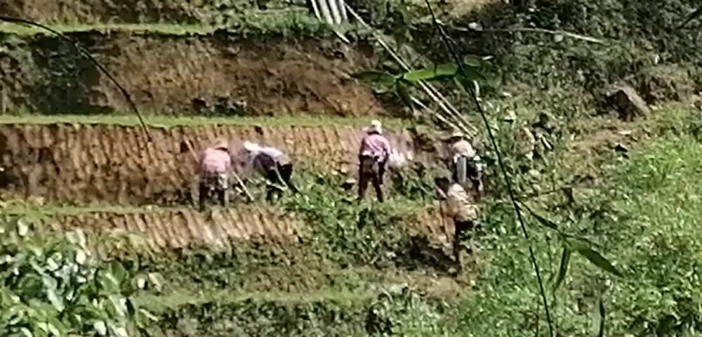 The video shows a terraced rice field on a hillside, where several people are working the land. The fields are carved into the slope, creating distinct levels. The people are spread out across the field, some bending over and working the soil with tools.  The vegetation around the fields is lush and green. The camera is positioned at a distance, with some bamboo branches visible in the foreground, partially obstructing the view.