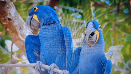 Wildlife and nature footage collection from June 2026