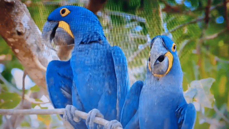 Wildlife and nature footage collection from June 2026