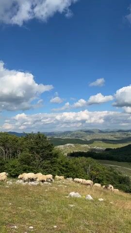 A flock of sheep grazes on a grassy hillside. In the background, rolling green hills and mountains are visible under a bright blue sky dotted with white clouds. The sun shines, casting shadows on the landscape.
