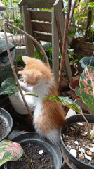 Kittens doing kitten things in Balikpapan, plus sweet potato.