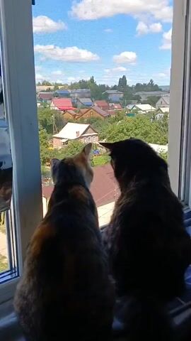Two cats, a calico and a dark-colored cat, sit on a windowsill, looking out at a residential area under a bright, cloudy sky. The scene is a view of houses with red and brown roofs, interspersed with green trees. The setting appears to be a village or suburban area in Volsk, Russia. The time of day is clearly daytime, indicated by the bright sunlight and blue sky with scattered white clouds. The cats are facing away from the camera, with their backs to the viewer, and their posture suggests they are intently observing something outside. The overall mood is peaceful and domestic, with the cats enjoying a view of the outside world. There is no visible text in the media file.