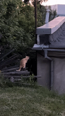 Ginger cat leaps onto stone building roof in Ternopil