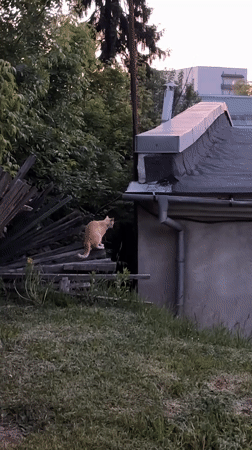 Ginger cat leaps onto stone building roof in Ternopil