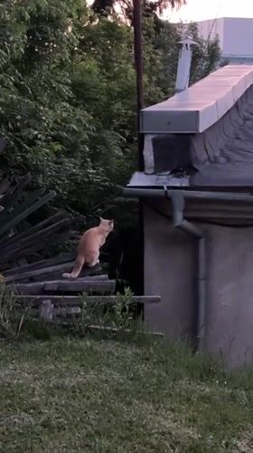 Ginger cat leaps onto stone building roof in Ternopil