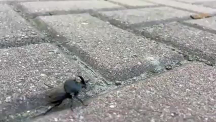 A close-up shot shows a black beetle with a horn on its head walking across a gray brick surface. The beetle moves slowly, its legs visible as it navigates the cracks between the bricks. The bricks are square and laid out in a grid pattern. The background is slightly blurred. The beetle is the main focus of the video.