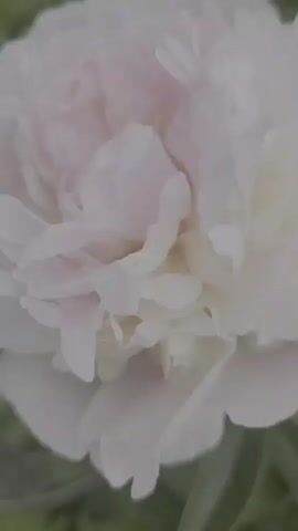 The video shows a close-up of a pink peony flower with layered petals. The camera then pans out to reveal a garden filled with more pink peonies of various sizes and stages of bloom, interspersed with lush green foliage and other plants. In the background, a small stone statue is visible amongst the greenery, and further beyond, a wooden fence and trees suggest a backyard or park setting. The lighting is soft and diffused, creating a serene and natural atmosphere.