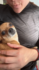 Woman with Chihuahuas captured in Ceraso home setting