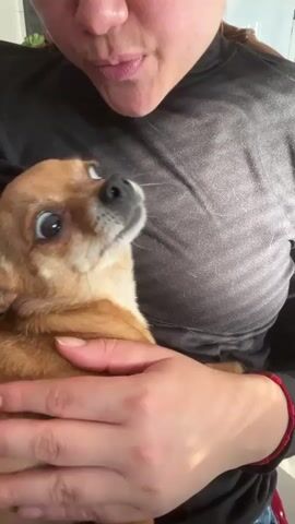 A woman is holding a Chihuahua. She is wearing a black turtleneck shirt and has a red bracelet on her left wrist. The dog is mostly brown, with a black nose and large, expressive eyes. The woman is holding the dog close to her chest, and the dog is looking around curiously. There is music playing in the background.