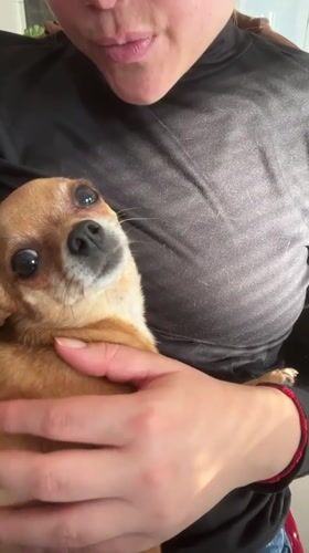 Woman with Chihuahuas captured in Ceraso home setting