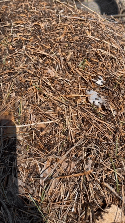 Spring forest scenes documented in Прикамский, Russia
