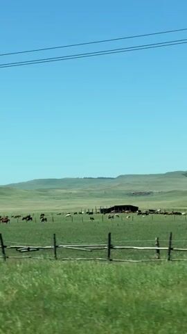 The video shows a wide shot of a green pasture under a clear blue sky. A herd of cattle grazes in the distance, near a dark barn-like structure. A wooden fence runs across the foreground, separating the viewer from the field. A utility pole with wires is visible in the middle ground. The camera appears to be moving, indicated by the slight blur of the foreground grass and the shifting perspective of the landscape. The overall scene depicts a rural, agricultural setting.