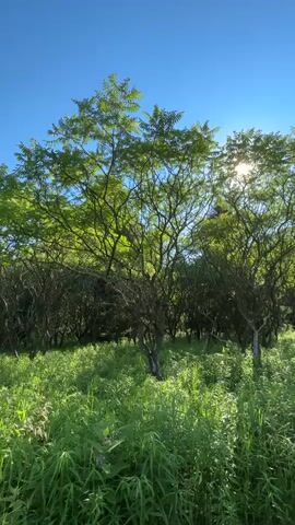 The video begins with a view of a tree in a field under a clear blue sky. The sun shines through the leaves, creating a dappled effect. The camera then zooms in on the tree, revealing a squirrel perched on a branch. The squirrel is facing to the left, with its tail curled over its back. It appears to be looking at something off-camera. The video ends with a close-up of the squirrel. The environment is a natural outdoor setting, likely a park or forest, with lush green vegetation and trees. The lighting suggests it is daytime, with bright sunlight.