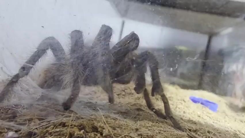 The video displays a tarantula inside a glass enclosure. The tarantula is large and hairy, with a dark gray color. It is positioned in the center of the frame, with its legs spread out. The substrate in the enclosure appears to be a mixture of soil and dried plant matter. A small, blue object, possibly a piece of plastic, is visible on the right side of the frame. The lighting is dim, and the focus is on the tarantula. There is no movement captured in the video.