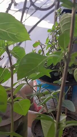 The video shows a close-up, ground-level view of several potted green plants. The plants are dense with leaves and stems, with some appearing to be taller than others. In the background, other plants are visible, along with what appears to be part of a building's exterior or a balcony railing. The lighting suggests it is daytime, possibly outdoors. The focus is on the leaves and stems of the plants.