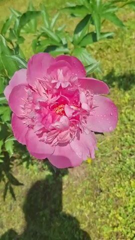A close-up shot of a pink peony flower with water droplets on its petals. The flower is in focus and centered in the frame, with green leaves and grass visible in the background. The lighting suggests it is a sunny day. There is a shadow of a person on the grass to the left of the flower.