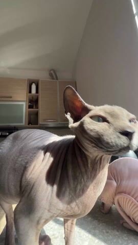 The video shows two Sphynx cats on a kitchen counter. The first cat, a grey Sphynx, stands in the foreground, looking at the camera with its distinctive green eyes. Behind it, a pink Sphynx cat is curled up, seemingly asleep. The kitchen setting includes cabinets and a kettle in the background. The light is bright and sunny, casting shadows across the countertop and highlighting the cats' wrinkled skin.