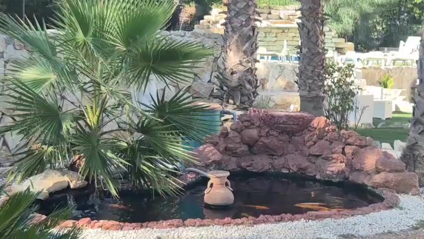 A small artificial waterfall flows into a pond with koi fish and a decorative amphora. Palm trees and lush green foliage surround the pond, and in the background, lounge chairs and umbrellas are visible by a pool.
