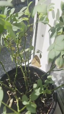 A close-up, low-angle shot shows a small, light brown butterfly with darker markings resting on the thorny stems of a rose bush in a black pot. The plant is positioned near a white window frame, with sunlight casting shadows of the leaves on the frame. The focus is on the butterfly and the plant's stems and leaves.