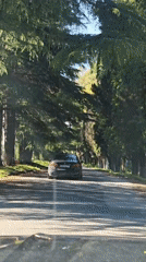 Black car observed on tree-lined road in Abkhazia