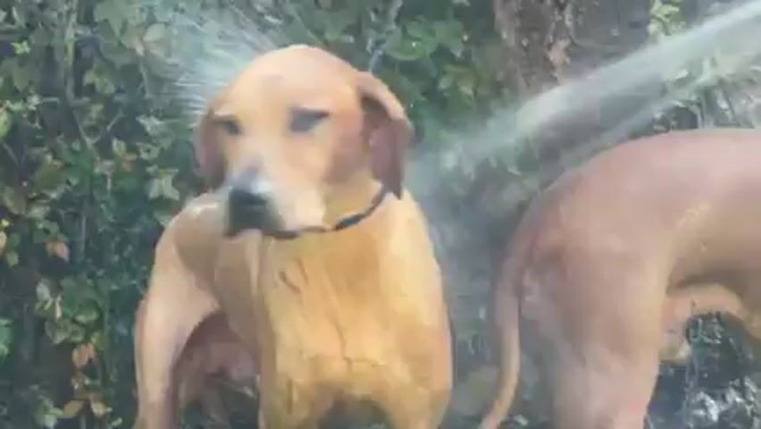 The video shows two light brown dogs being sprayed with water from a hose outdoors. The dog in the foreground is facing away and slightly left, wearing a black collar. The other dog's rear is visible on the right. The background consists of green foliage.