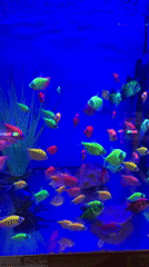 Child Views Colorful Fish at Saint Petersburg Pet Store