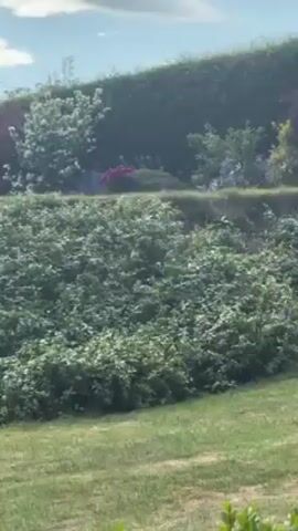 Here is a concise description of the video:

The video shows a hillside covered in dense green vegetation with scattered small blue flowers. In the background, a hedge line is visible, adorned with flowering plants of various colors, including white, purple, and red. A patch of green grass is in the foreground. The camera captures a bird hopping and flying through the foliage on the hillside. The sky is lightly clouded.