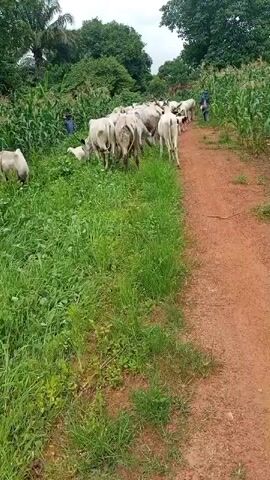 A herd of white cattle are grazing on the side of a dirt road. There are two people visible, one standing and one kneeling amongst the cattle. The environment is rural with tall green grass and corn stalks bordering the road. Trees and foliage are visible in the background under an overcast sky.