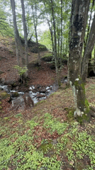 Spring forest landscape documented in Tazha, Bulgaria morning