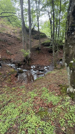 Spring forest landscape documented in Tazha, Bulgaria morning