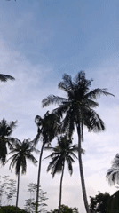 Tropical daily life documented in 13 ordinary moments