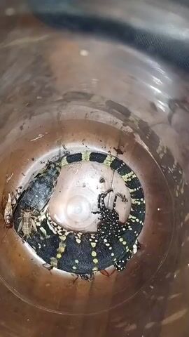 The video shows a top-down view of a monitor lizard, specifically a Black Tree Monitor, curled up inside a clear plastic container. The lizard has black skin with yellow speckles and bands of green and black on its tail. It appears to be resting, with its body coiled. There are several crickets in the container with the lizard, suggesting they are food. The container itself is transparent and appears to be made of plastic, with a slightly brown tint. The lighting is dim, and the focus is primarily on the lizard and its immediate surroundings within the container. The environment outside the container is not clearly visible, but it appears to be a dark, enclosed space.
