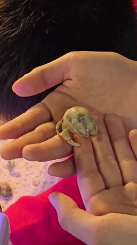 The video opens with a close-up shot of a person's hands holding a small hermit crab. The crab is light-colored with green and gray markings and has visible legs and claws. In the background, a young boy wearing a red shirt is partially visible. He is holding an ice cream cone to his mouth and appears to be eating it. The ground beneath the boy and the hands is covered in sand and small seashells, suggesting an aquarium or beach-like environment. The camera then shifts slightly, showing more of the boy's face as he looks towards the crab. The lighting is bright, and the focus remains primarily on the crab and the hands holding it.