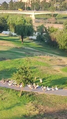 The media shows a flock of geese walking along a paved path in a grassy park. In the background, a river is visible, with a bridge crossing it. Cars are driving on the bridge, and buildings with trees are in the distance. The scene appears to be set in Badajoz, Spain, as indicated by the context provided. The time of day seems to be late afternoon or early evening, given the warm lighting and long shadows. The weather appears to be pleasant, with clear skies. The overall mood is peaceful and serene, with the geese calmly proceeding along their path. There is no visible text in the media.