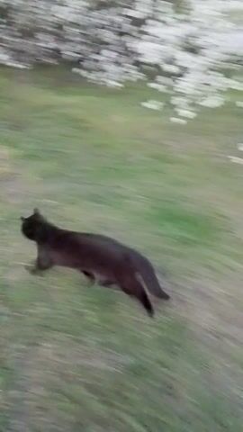 Two dark animals are running across a grassy field. The field is surrounded by trees with leaves. The camera is slightly tilted and unsteady. The animals are running away from the camera. They are moving in a diagonal direction from the lower right to the upper left of the frame. The animal closer to the camera is larger and appears to be in the foreground.