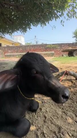 A close-up shot of a young black buffalo resting on dirt. The buffalo is lying down with its head turned to the right, partially in shadow from a tree overhead. Its eyes are mostly closed, and it appears to be calm. The background shows a rural setting with a building, a brick wall, and some vegetation under a clear blue sky. The lighting suggests it is daytime, possibly late morning or early afternoon. There is a rope visible near the buffalo, and another young buffalo can be seen in the distance, further back and to the left. The overall scene conveys a peaceful, rural atmosphere.