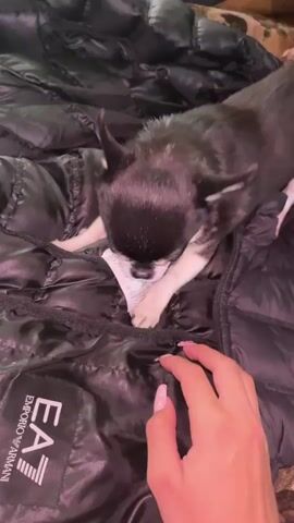A close-up video shows a black and white Chihuahua chewing on a tag attached to a black Emporio Armani puffer jacket. The dog is standing on the jacket, gnawing at the tag with its teeth. A hand with pink nail polish tries to move the tag away from the dog, but the dog persists. The camera's perspective is from above, looking down on the dog and jacket. The background is slightly out of focus and shows part of a patterned couch. The lighting is bright.