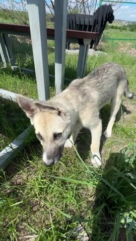 The video shows a dog with tan and grey fur standing on grass near a table. The dog is looking at the camera, then turns and walks away, sniffing the ground. The environment appears to be outdoors, with green grass and some sort of outdoor furniture. The dog's tail is curled over its back.