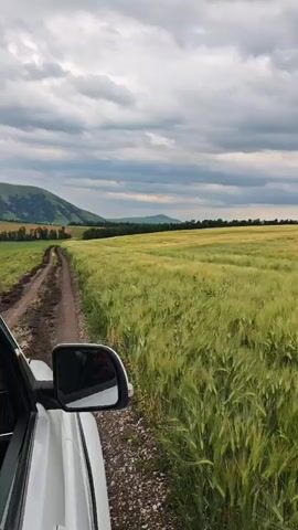 A white SUV is driving on a dirt road through a field of green crops. The road is rutted and muddy in places. The field is large and extends to the horizon. In the distance, there are rolling hills covered in green grass and trees. The sky is cloudy with some patches of blue. The video is filmed from inside the car, looking out the passenger side window. A side mirror of the car is visible in the foreground.