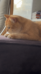 Orange cat observed resting on purple cushion in Netanya