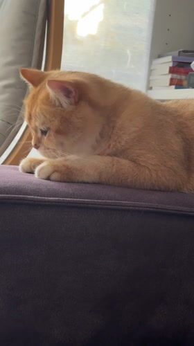 Orange cat observed resting on purple cushion in Netanya