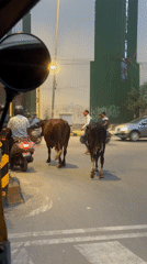 Cows cross busy New Delhi street during traffic stop