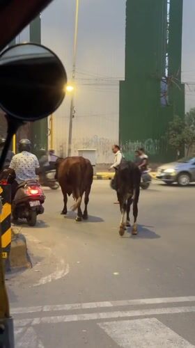 Cows cross busy New Delhi street during traffic stop