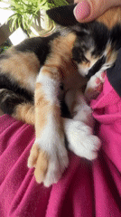 Calico kitten plays and rests on person's lap