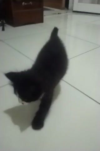 A black kitten is on a white tiled floor. A person's hand reaches into the frame from the bottom right. The kitten is playing with the person's hand. The kitten is on its side, and its paws are moving. The kitten's tail is extended.