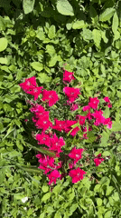 Village life documented in Gorna Lipnitsa: flowers, pets, gardens