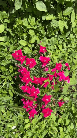Village life documented in Gorna Lipnitsa: flowers, pets, gardens