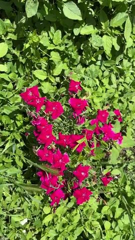 The video shows a cluster of bright pink flowers amidst a patch of green foliage. The camera slowly zooms in on the flowers, which have a distinctive shape. The lighting is bright and sunny, highlighting the vibrant colors of the flowers and the surrounding greenery. There are no people or any discernible actions taking place in the video.